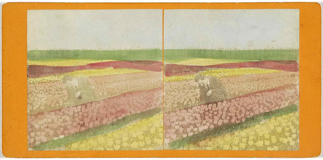 colour image, two photographs of tulip fields side by side
