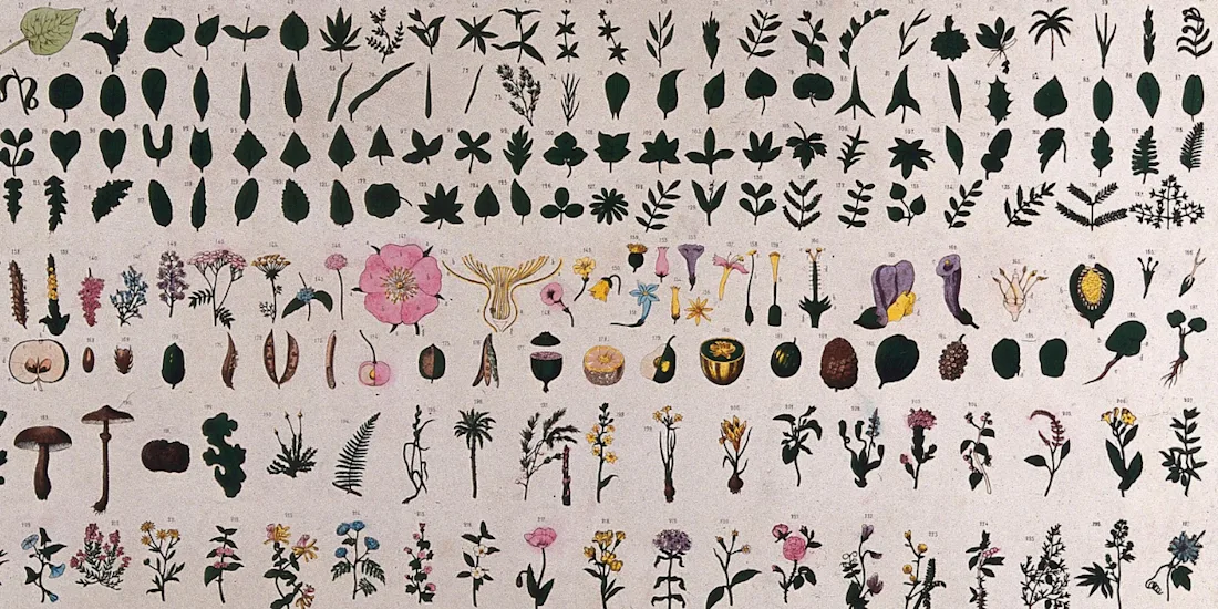 Botanical classification; illustrated by 227 figures of plant anatomical segments with descriptive text.