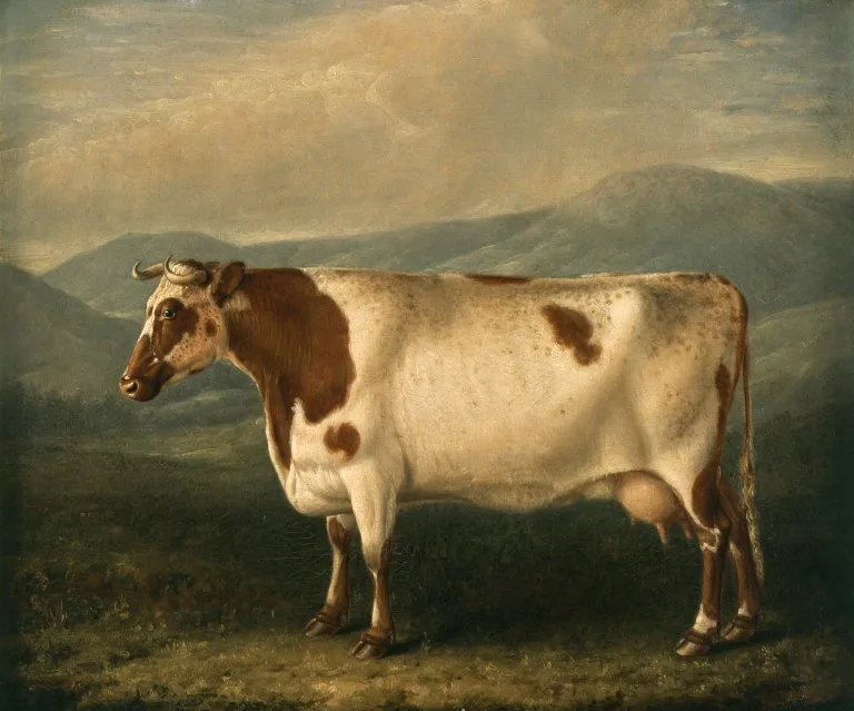 colour painting of a white cow with a small number of brown spots