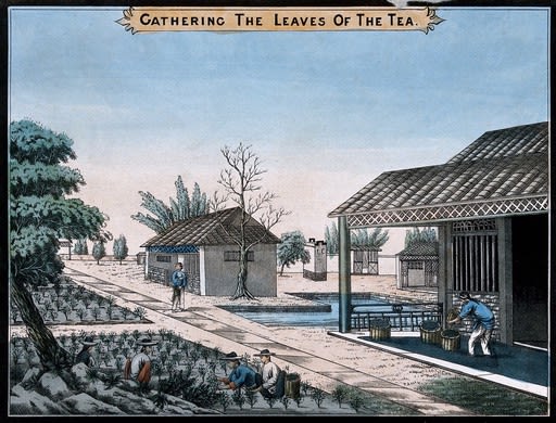a coloured lithograph of a tea plantation, intersected by dirt roads and adjacent to houses. A man is unloading a basket of tea leaves in the foreground.