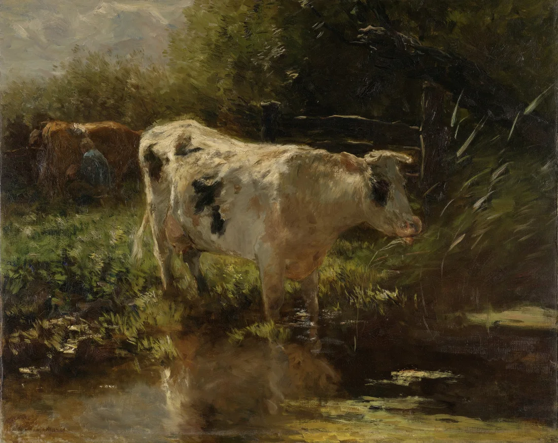 A cow on the side of the ditch, standing with its front legs in the water. In the left background a cow is being milked.