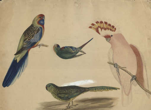Ilustrace čtyř druhů papoušků od Graceanny Lewis. Zobrazuje papouška, lory, papouška a kakadu (poslední je reprodukcí ilustrace Johna Goulda)