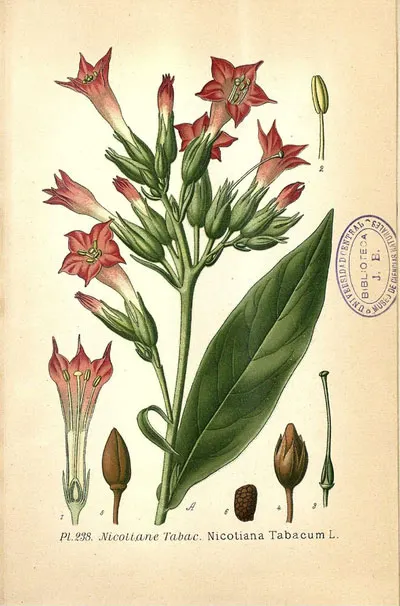 botanical name of tobacco How did nicotine get its name?
