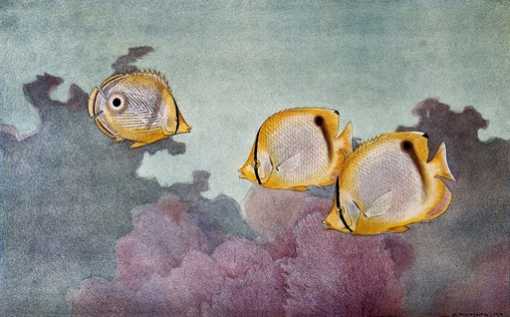 barevná ilustrace tří žlutých a stříbrných ryb plavajících nad korálovým útesem