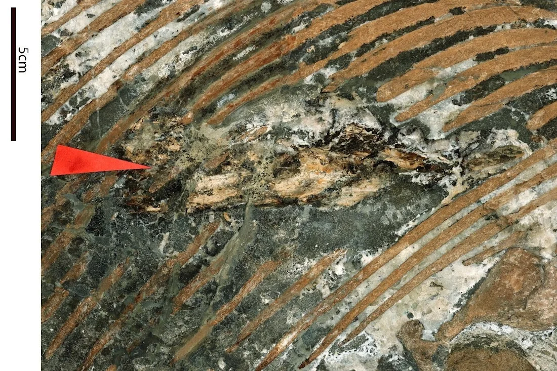 Fossilized fish remains inside a shell, marked by a red arrow; measurement scale shown on left.