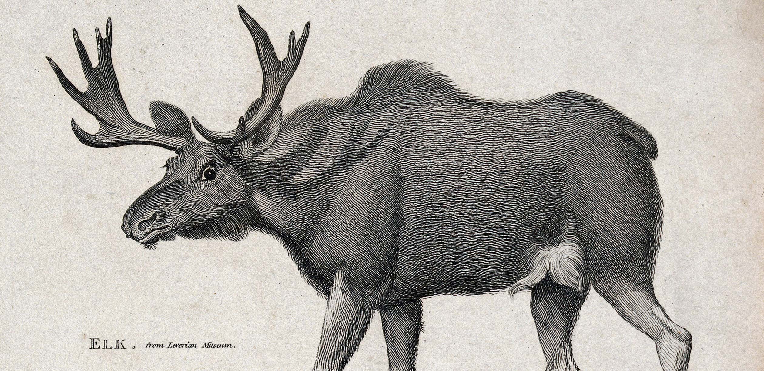 An etching of an elk.