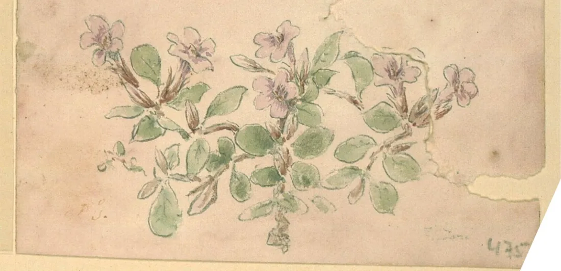 Small purple flowers and leaves