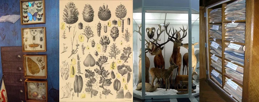 Botánica americana celestino mutis | CarlosVdeHabsburgo, Die im Bernstein befindlichen organischen Reste der Vorwelt, gesammelt (1845) | Neumann, bio bsu zoomus | Leony1, Cupboard2 MW Herbarium | Alexey Seregin, wikimedia commons, CC BY-SA