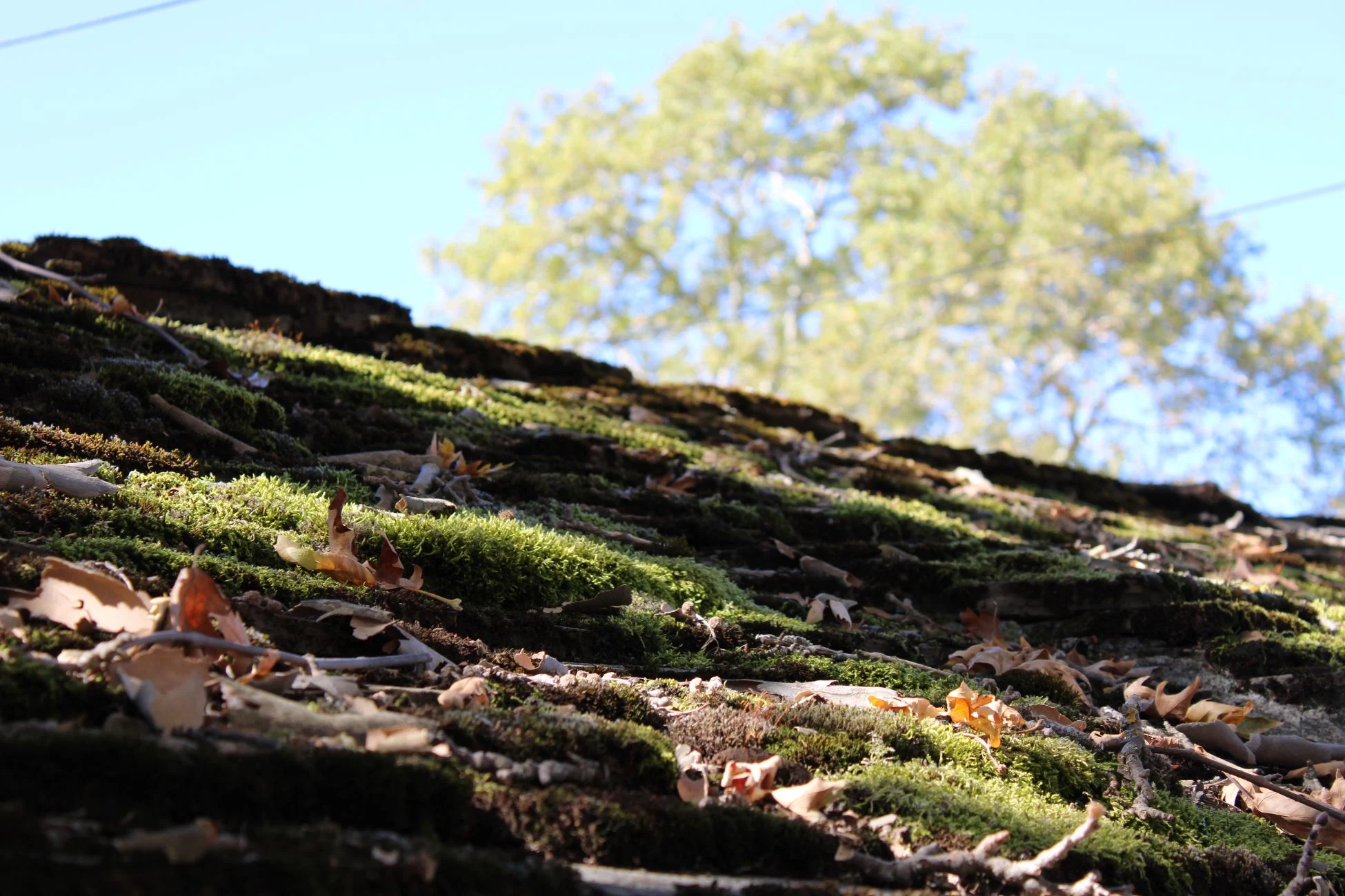 Mossy patch of dirt with twigs and leaves. In the background a clear sky with a tree.