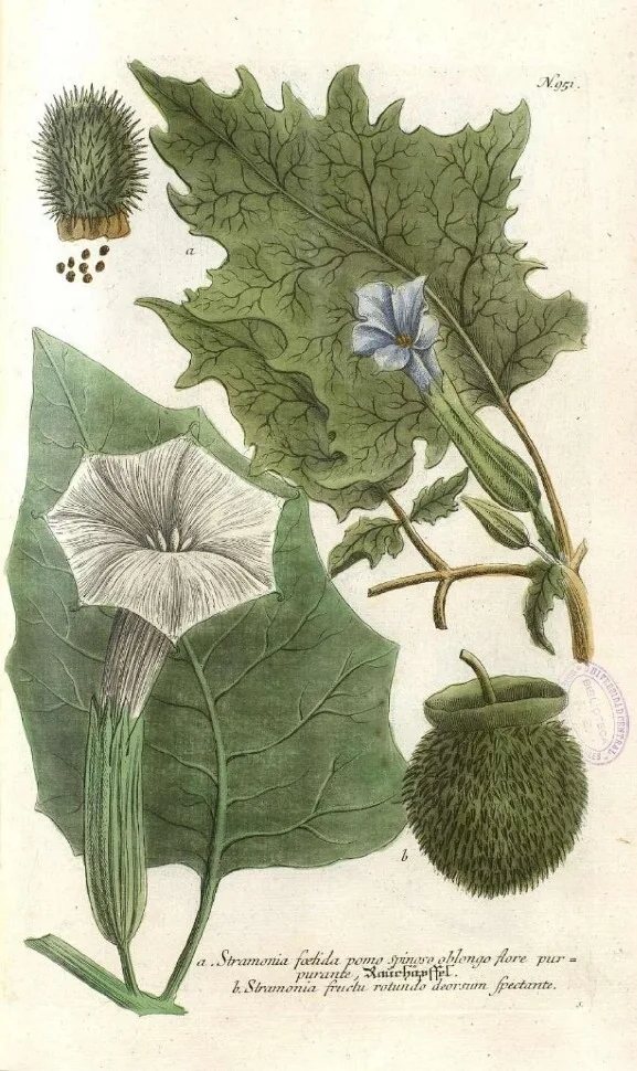 Thorn Apple  Hallucinations, Seizures, Coma and Death | Europeana