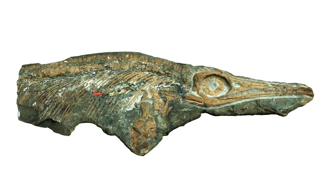 Fossilized head and upper body of an ancient marine reptile with a long snout and visible bones.