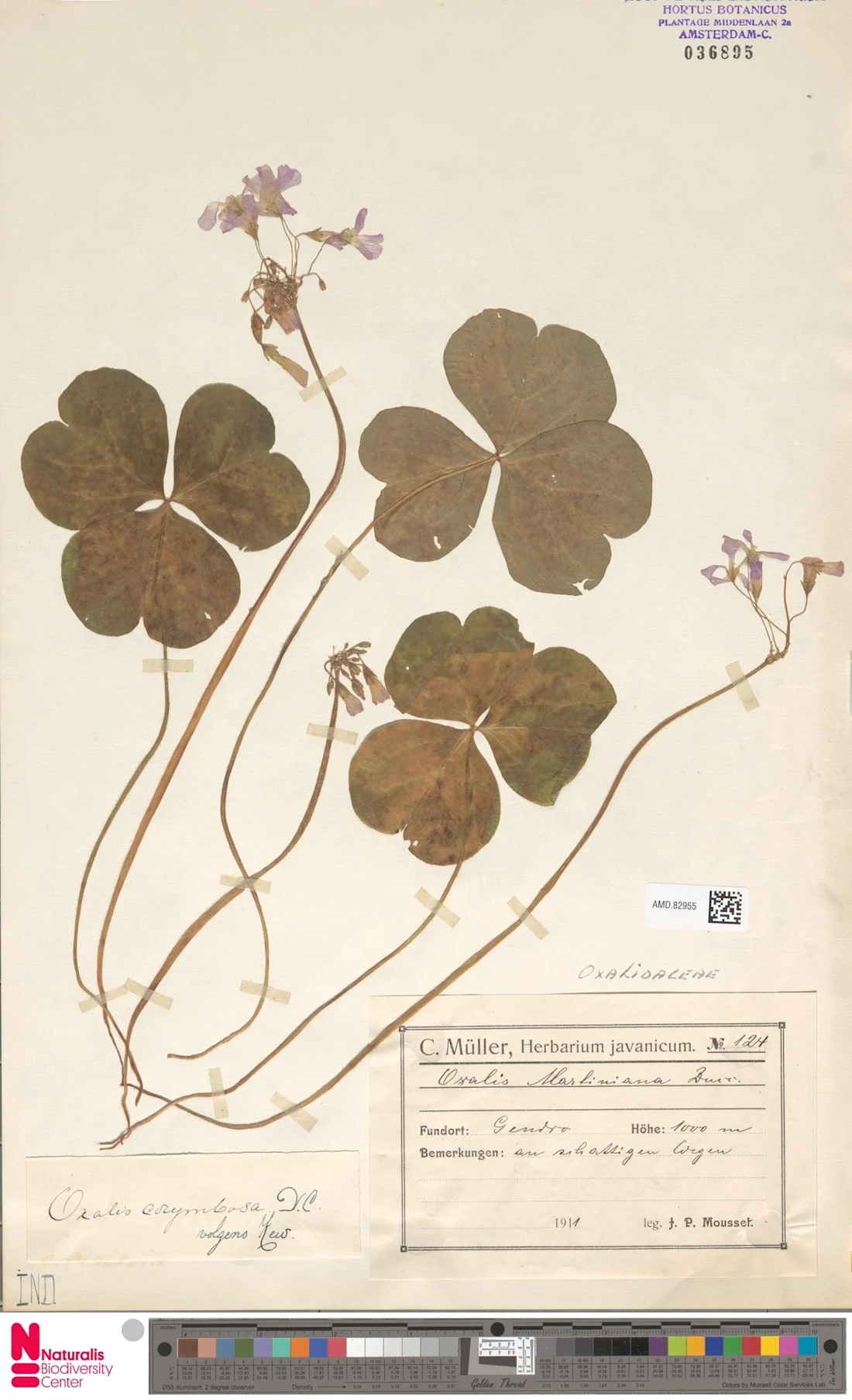 Cén fáth gur siombail d'Éirinn í an tseamróg? | Europeana, image size:1100x1807