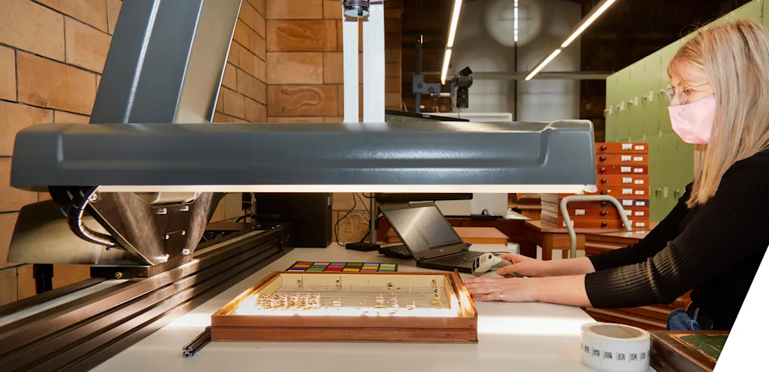 A person scanning drawers of beetles