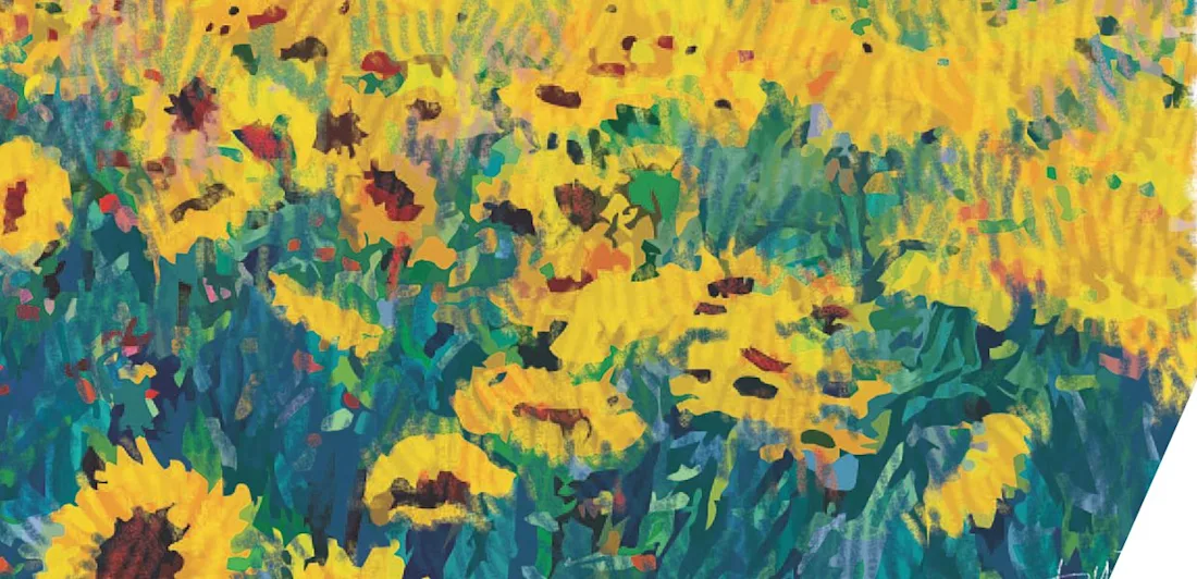 A field of sunflowers