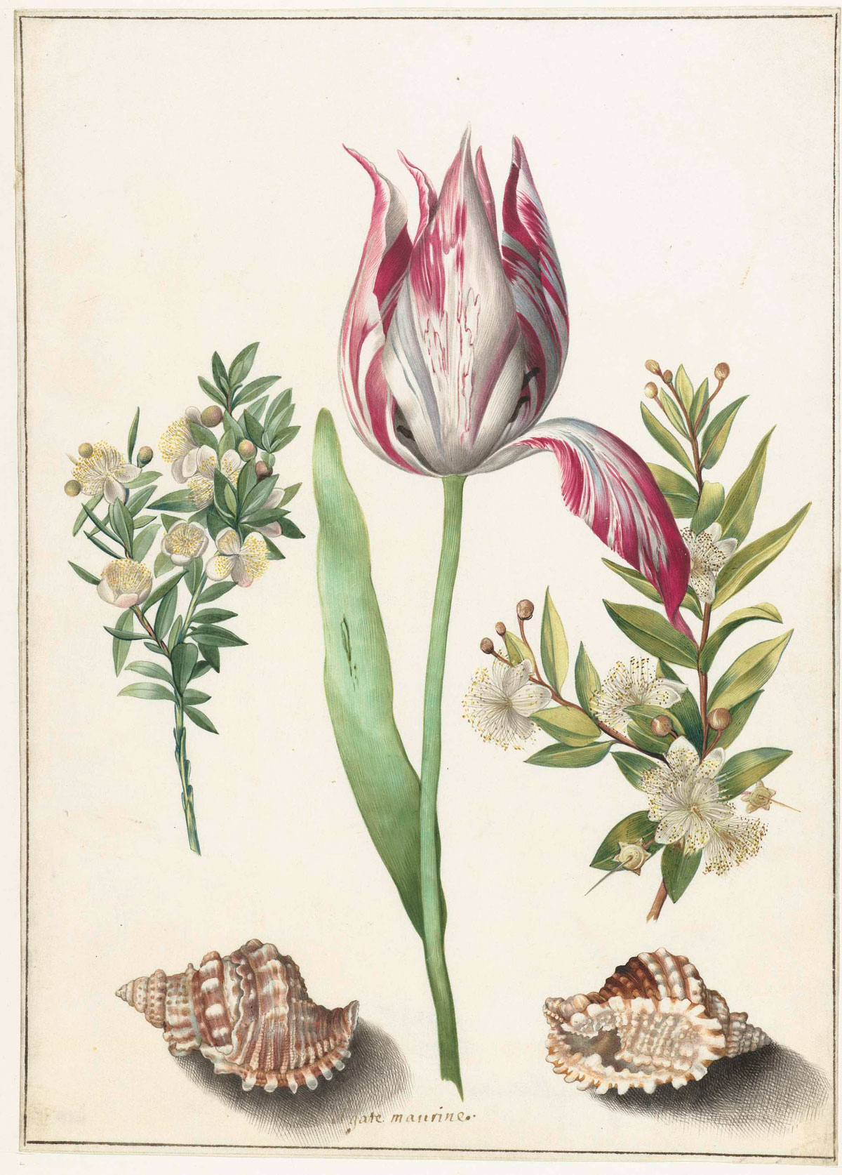 Maria Sibylla Merian | Europeana