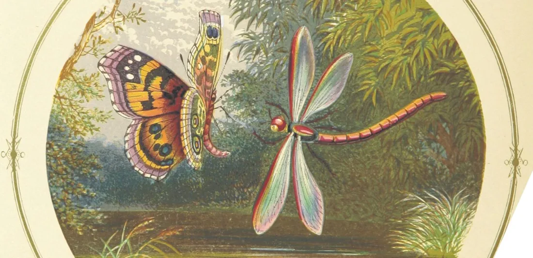 A butterfly and a dragonfly