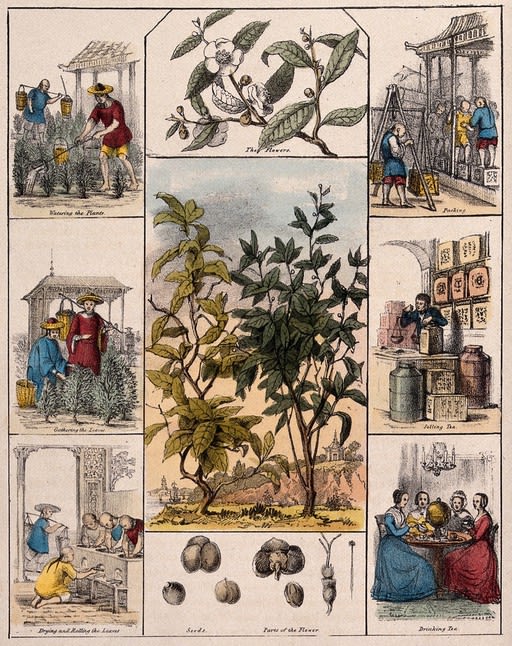 several drawings in rectangles, showing different stages of the tea plant and different stages of tea manufacturing.