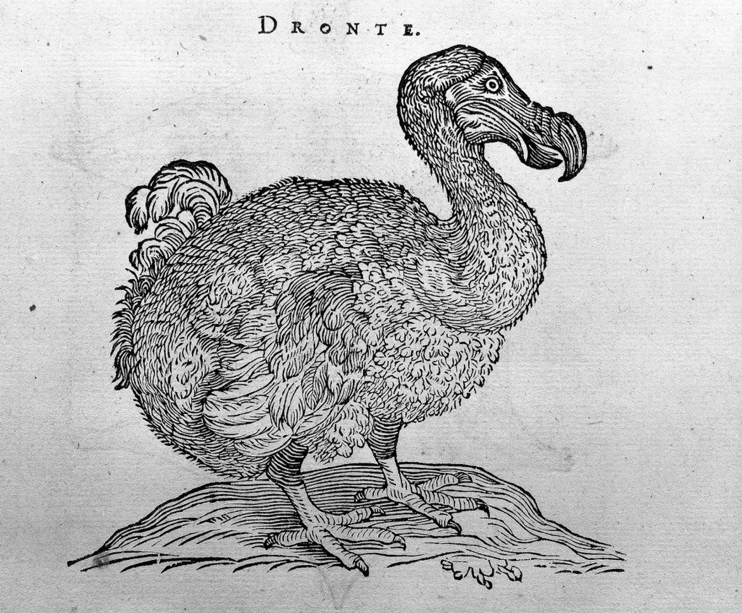 black and white engraving of a dodo bird.