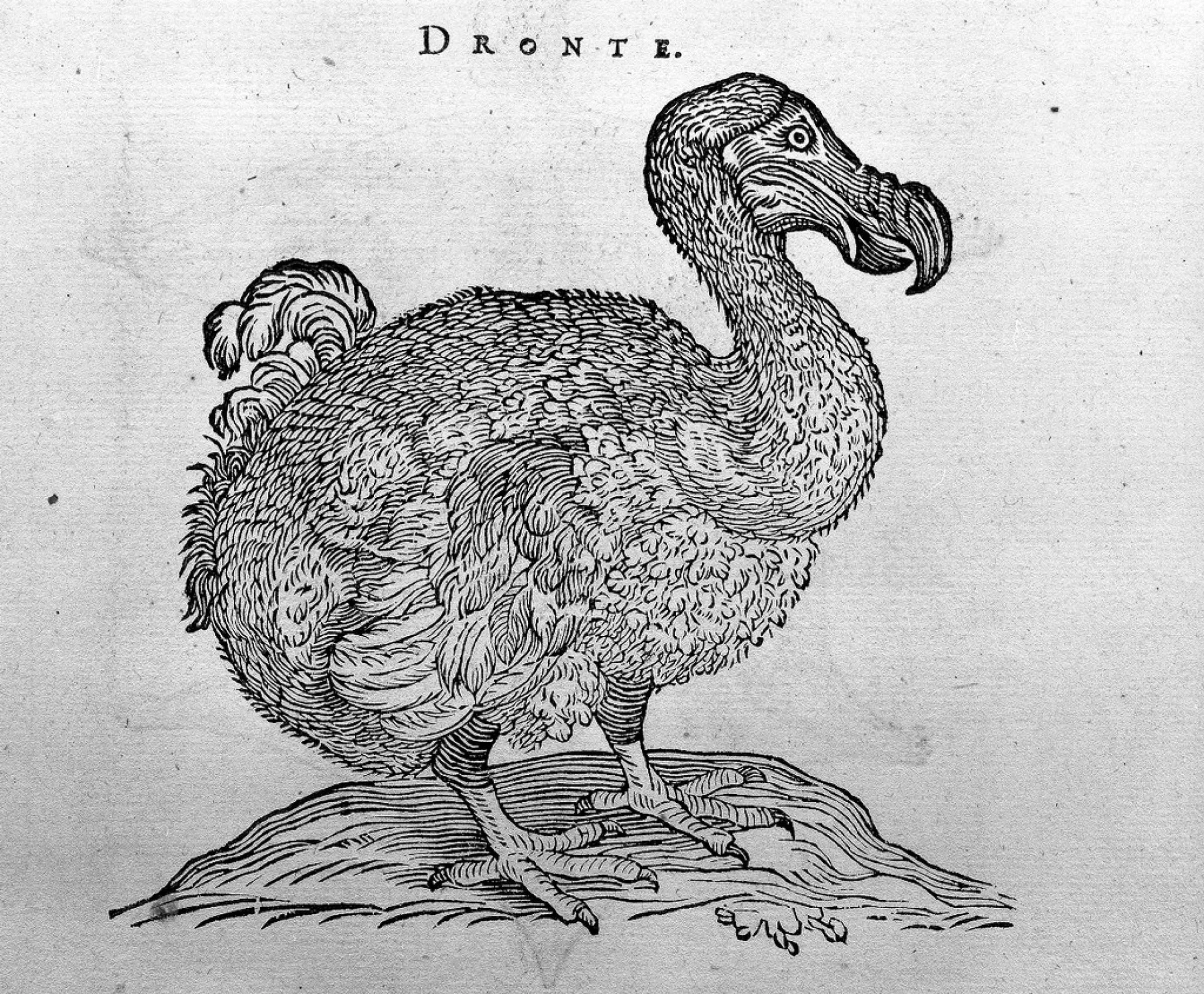 black and white engraving of a dodo bird.