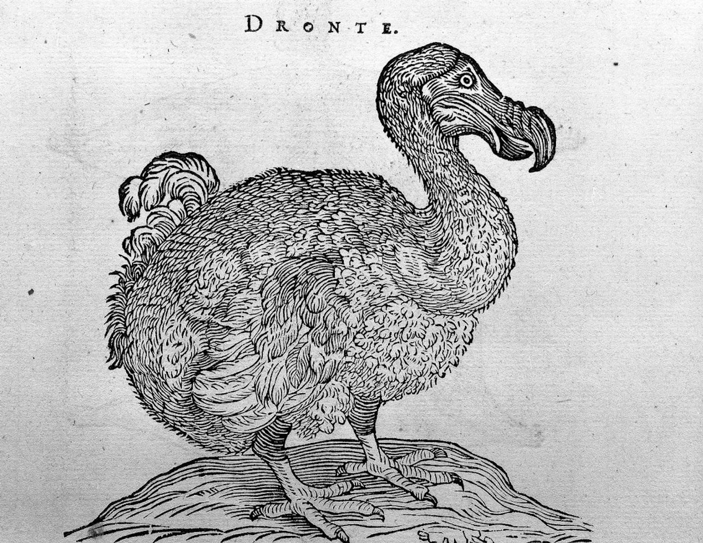 Five fascinating extinct creatures | Europeana