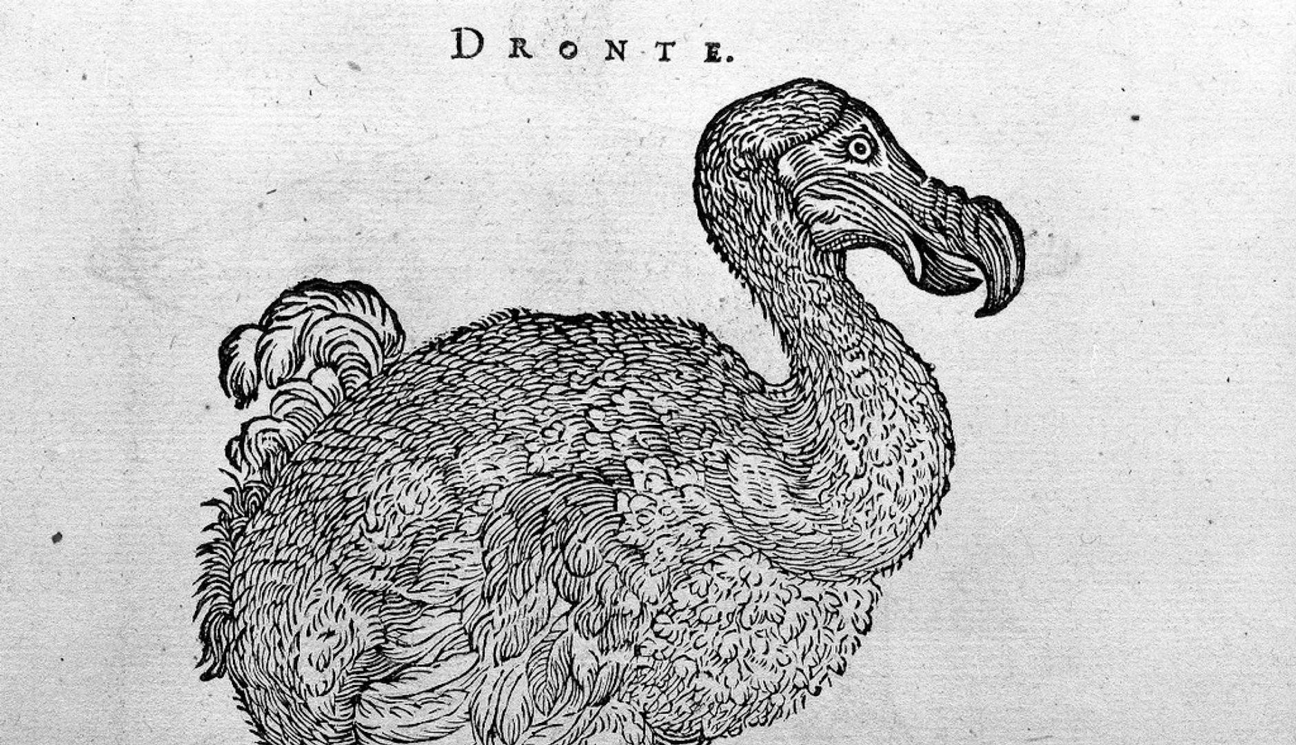 Five fascinating extinct creatures | Europeana