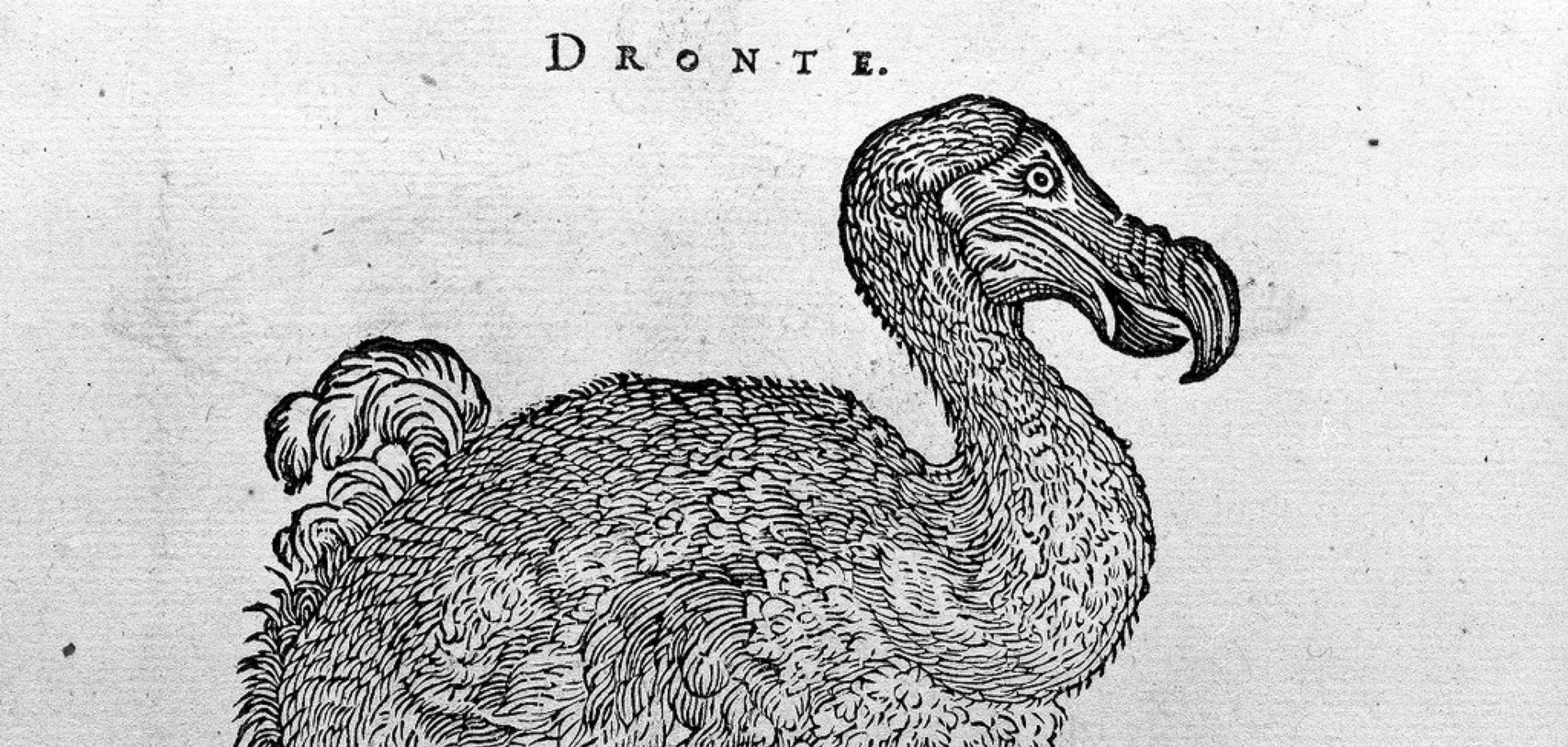 Five fascinating extinct creatures | Europeana