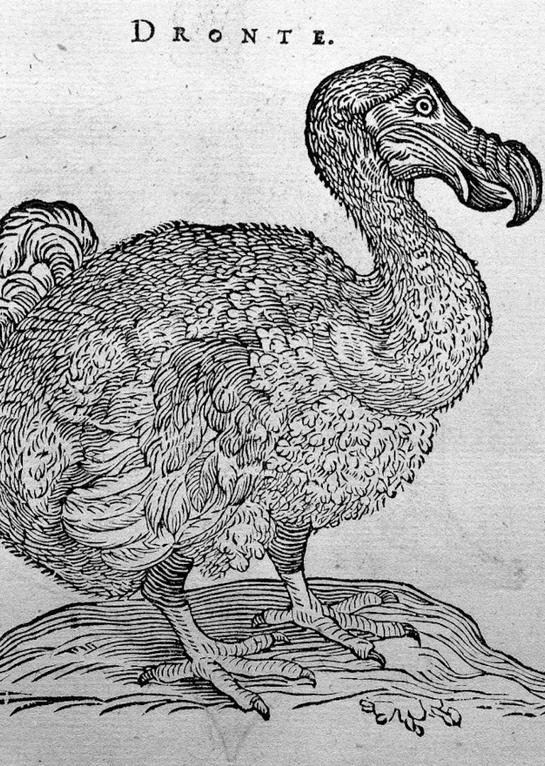 Five fascinating extinct creatures | Europeana
