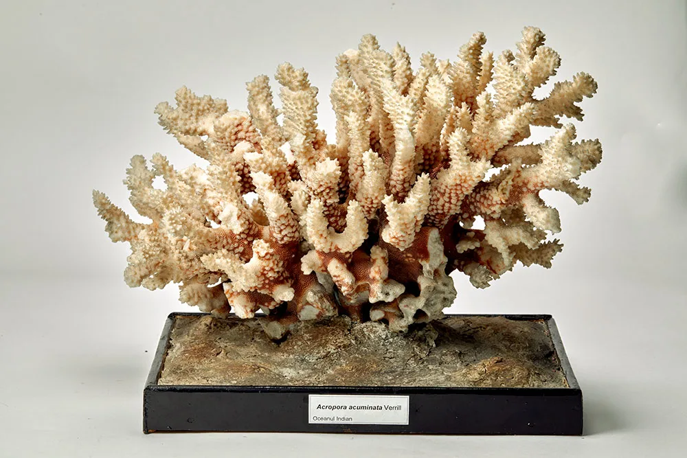 A dried coral specimen displayed on a stand with a label, against a plain white background.