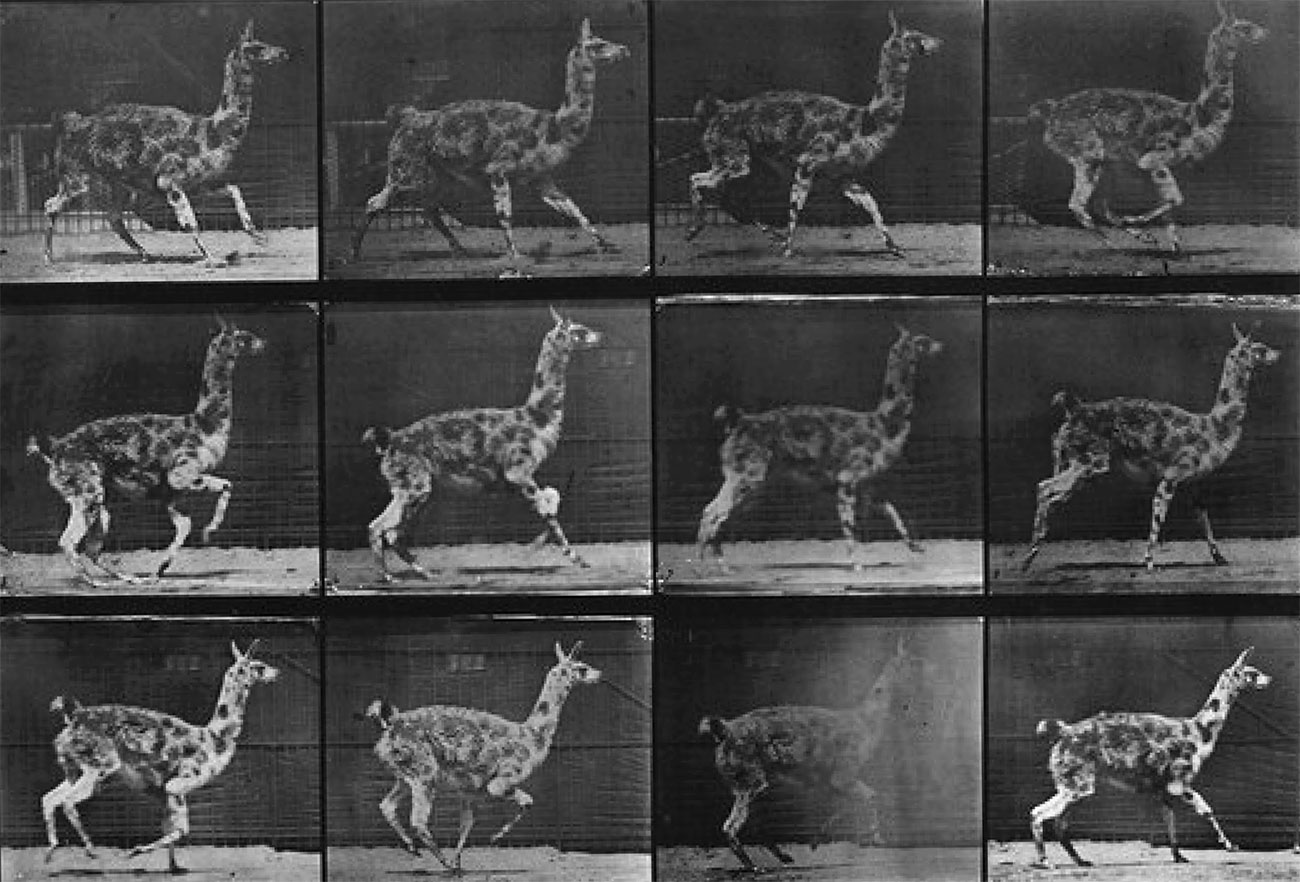 Eadweard Muybridge and the science of movement | Europeana