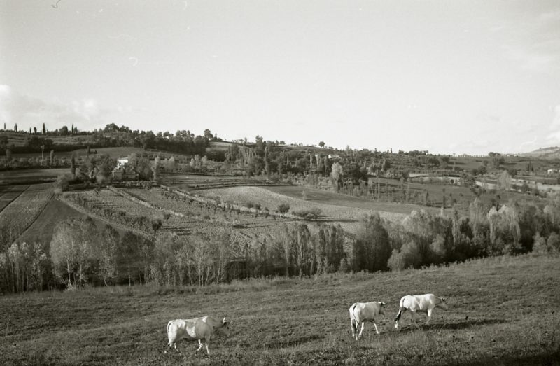 black and white photograph showing some cows in a field with hills behind