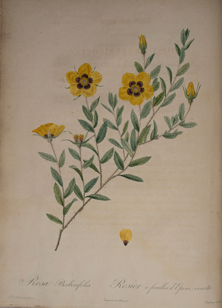 A Rose Is A Rose Is A Rose