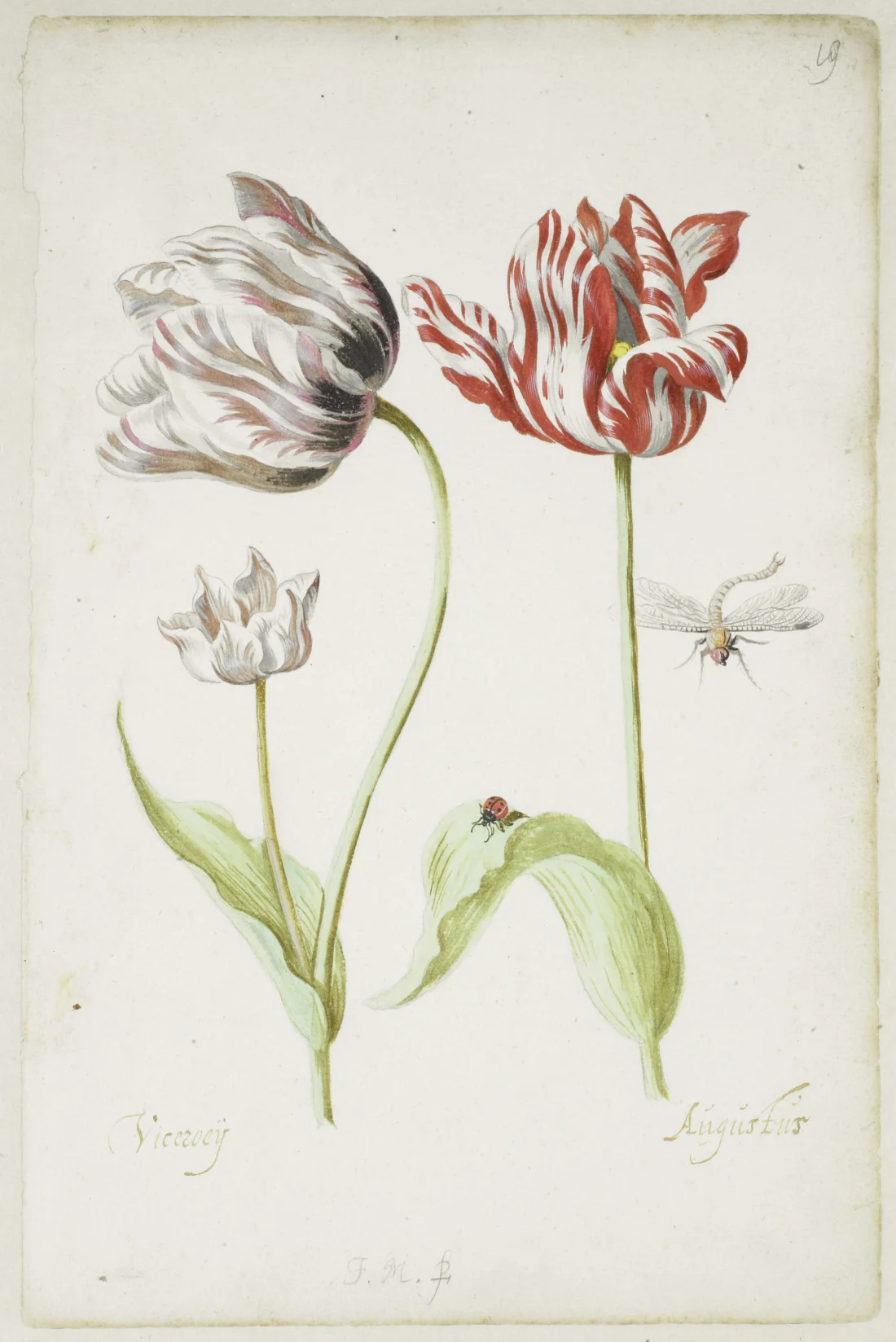 colour illustration of two tulips with insects