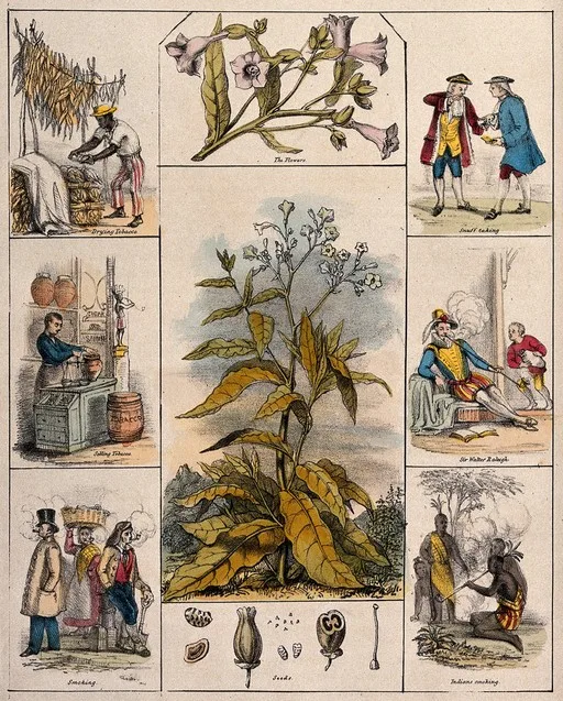 Tobacco – Shamans and Smokers