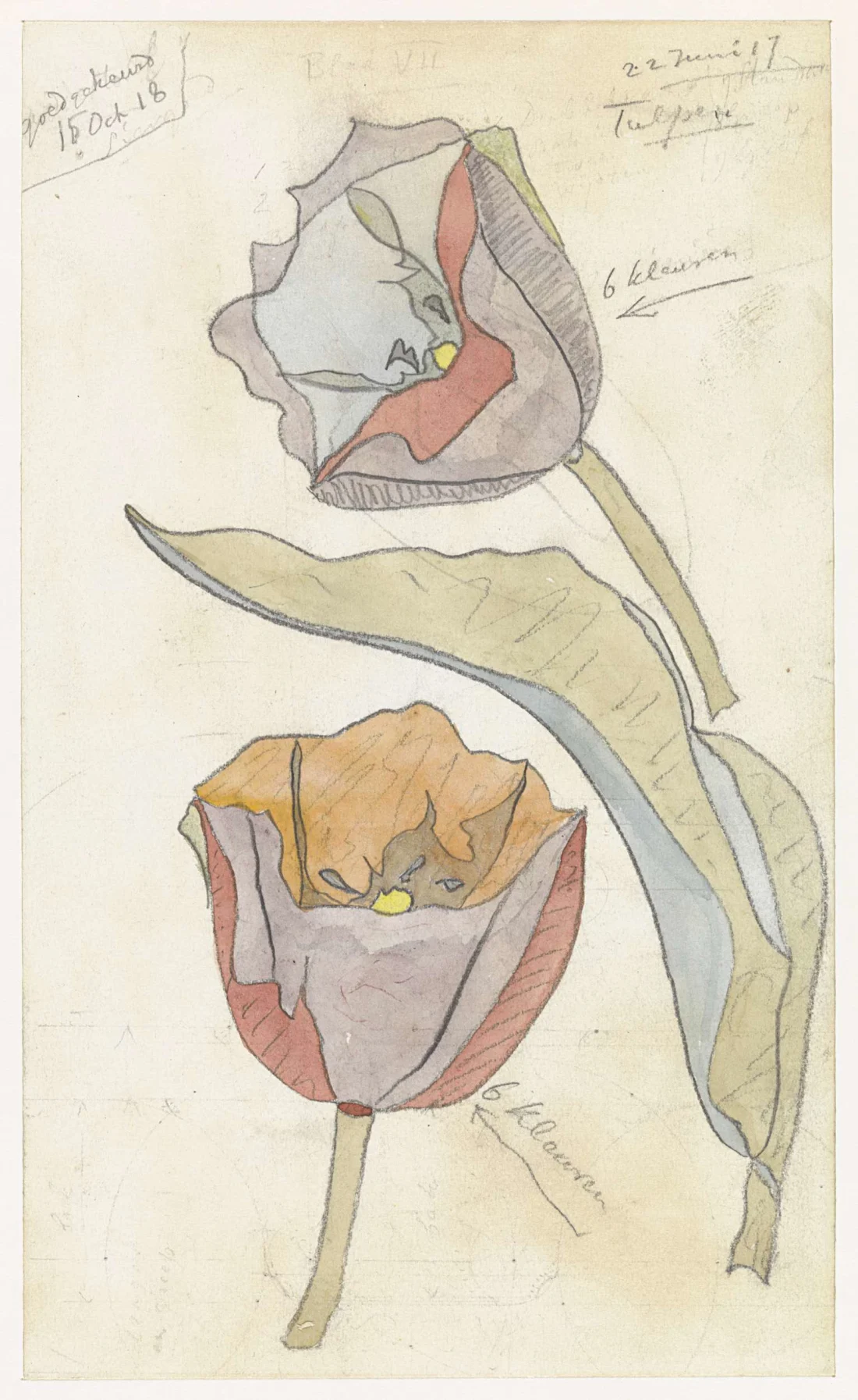 colour illustration of a tulip