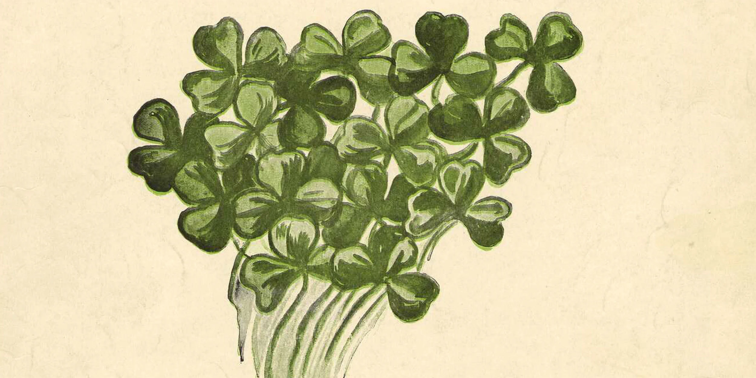 colour illustration of a bunch of shamrocks.