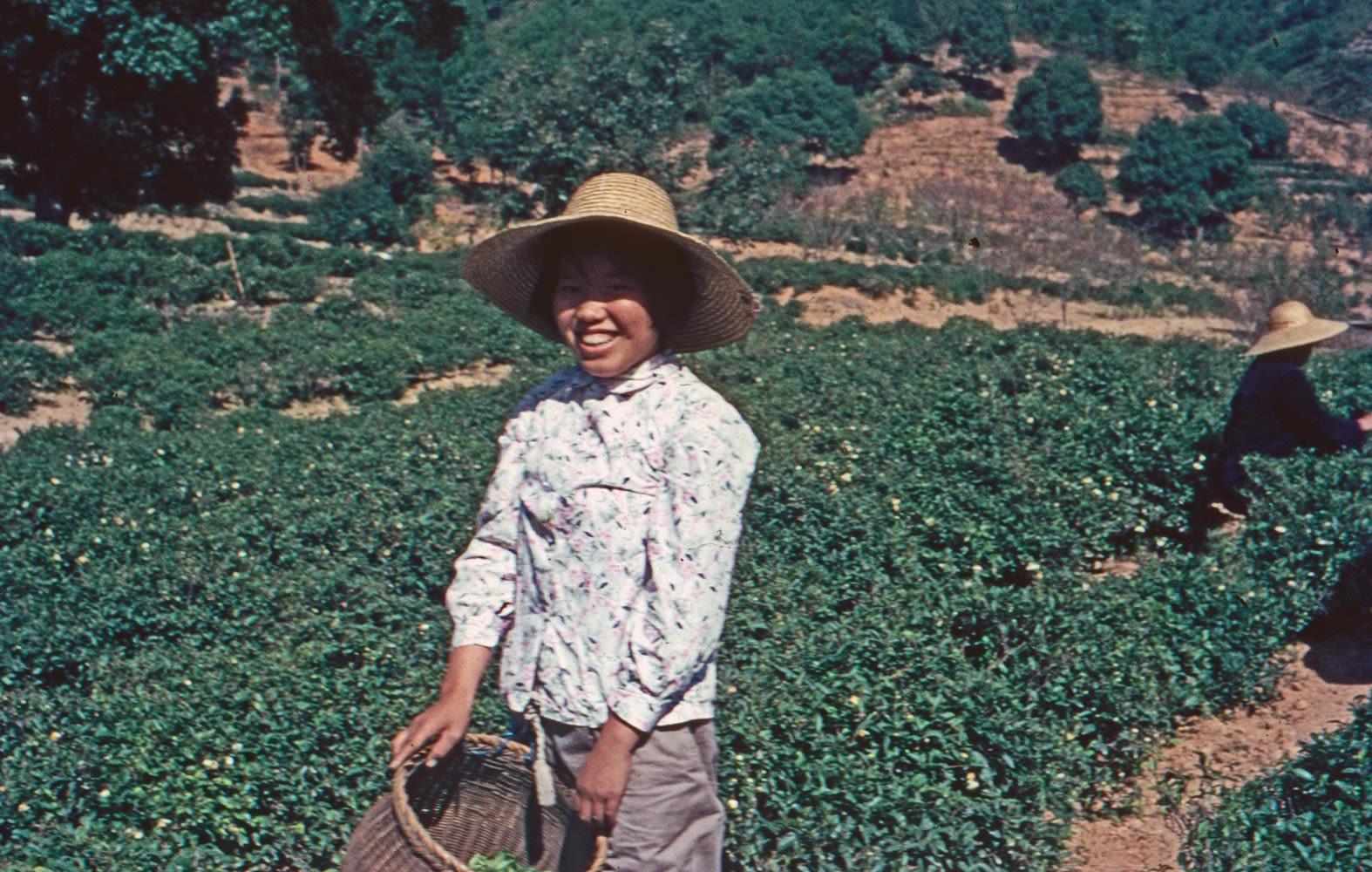 a colour photograph of a smiling woman with a straw hat, holding a basket, in front of a green plantation of tea plants