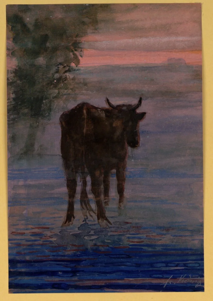 watercolour showing a cow from behind in water with a purple / pink sunet behind