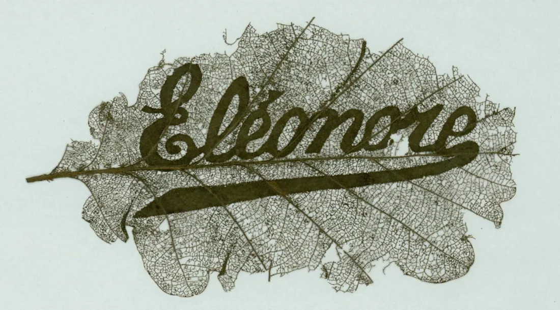 The word elonore overwritten on a leaf