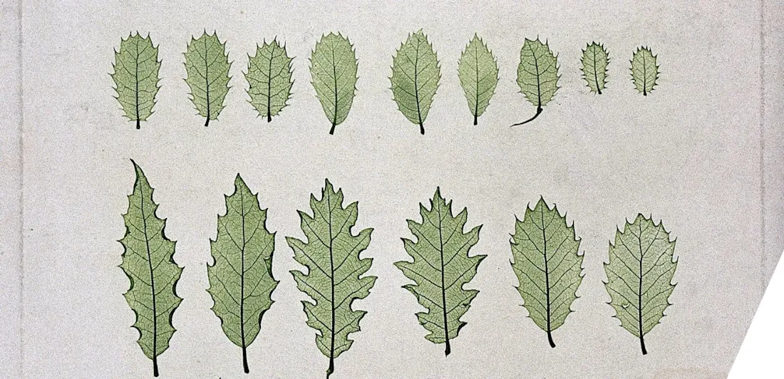 Rows of leaves of varying form