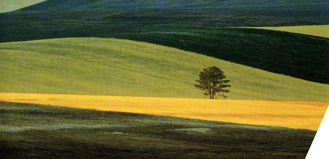 An abstract landscape with green and yellow strips and a tree in the centre