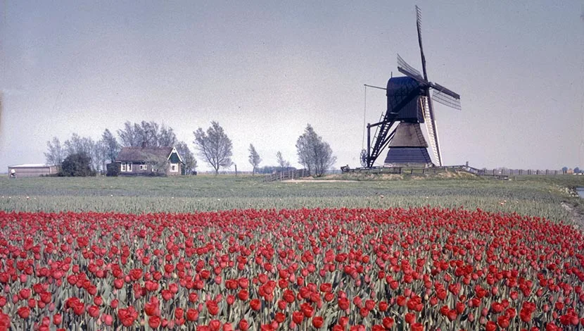 colour photograph of a field of red tulips with a windmill in the background