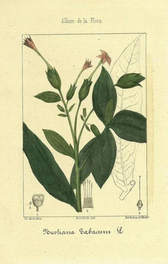 did indians smoke tobacco Use of Tobacco Among North American Indians, by Ralph Linton—A Project  Gutenberg eBook
