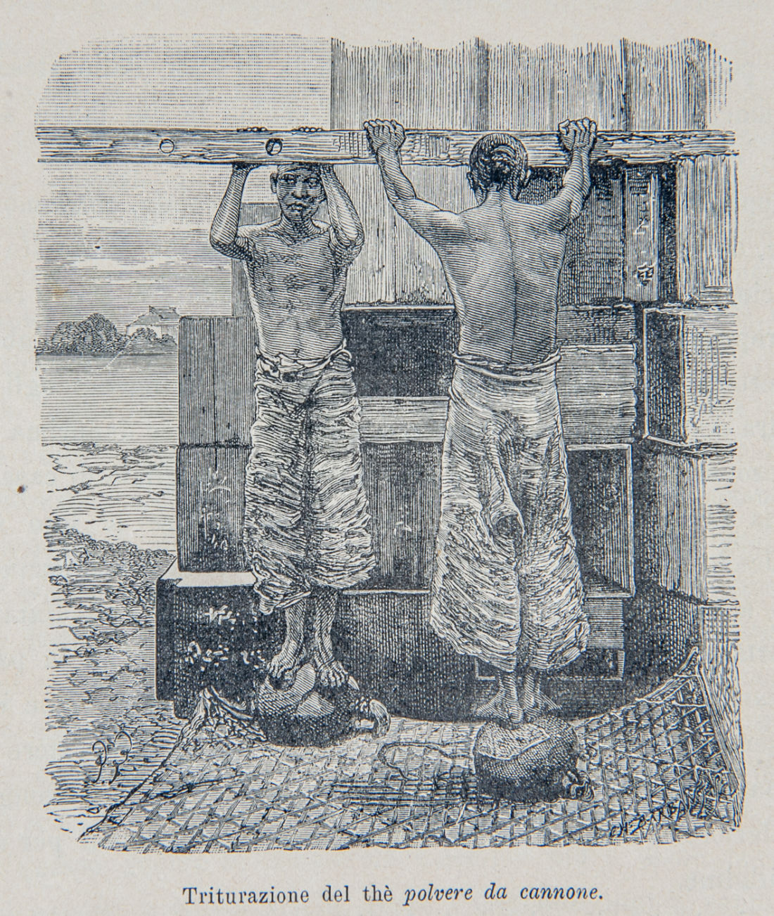 a drawing of two bare-chested men holding on to a wooden beam above their heads and standing on sacks of oolong tea, crushing it with their bodyweight.