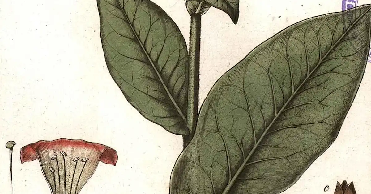 wild tobacco flower Aztec Tobacco seeds wild tobacco flower Aztec Tobacco seeds