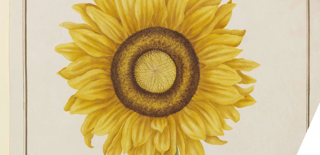 A sunflower