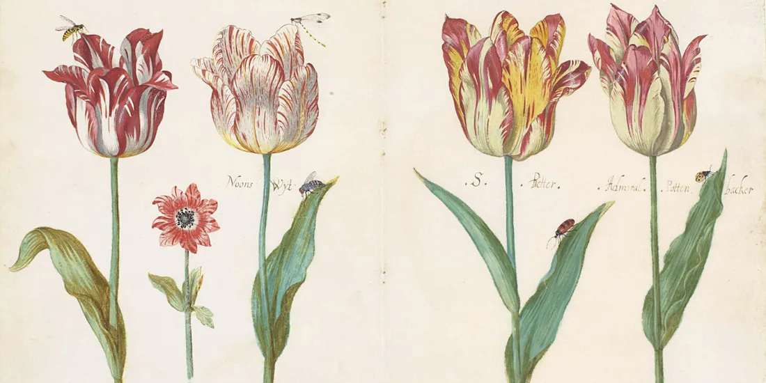 Painting of tulips