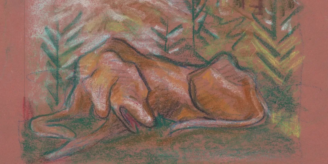 A dog lying in a forest