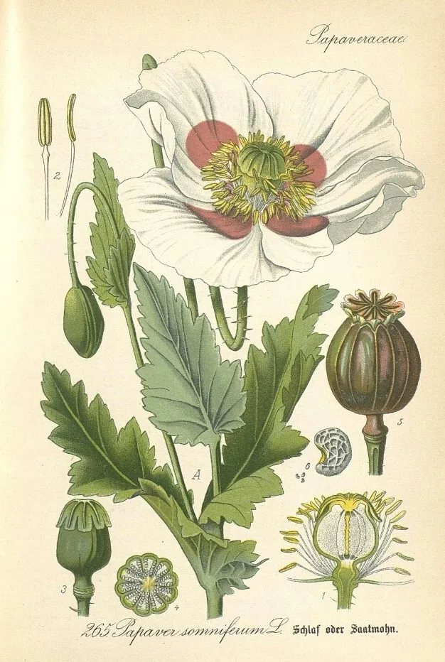 Opium Poppy  Off with Their Heads! | Europeana