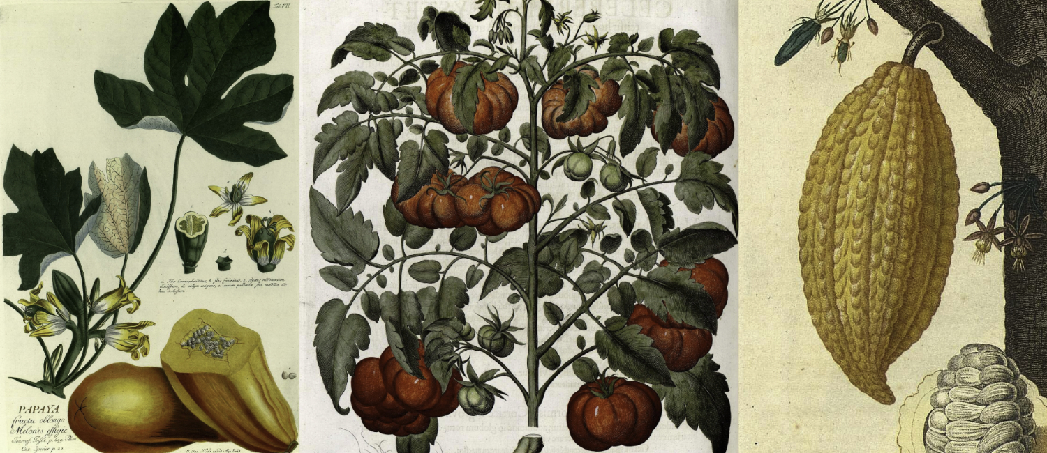 Edible Plants from the Americas