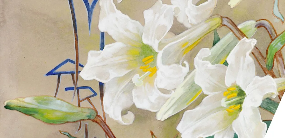 Lilies